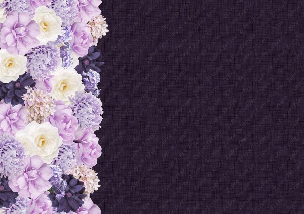 Rose mauve et blanche fond lin violet
