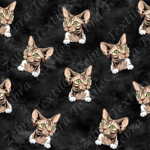 Chat sphinx beige fond noir