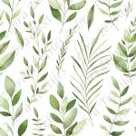 Feuillage vert fond blanc