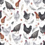 Poule et oeuf fond blanc