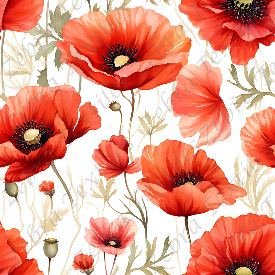 Coquelicot rouge fond blanc