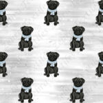 Pug noir et foulard bleu fond gris