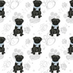 Pug noir et foulard bleu fond patte