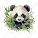 Panda et feuillage fond blanc