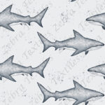 Requin gris