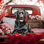 Labrador romantique