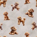 Caniche caramel fond taupe