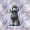Caniche gris fond floral mauve