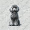 Caniche gris fond lin gris