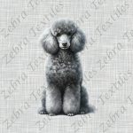 Caniche gris fond lin gris