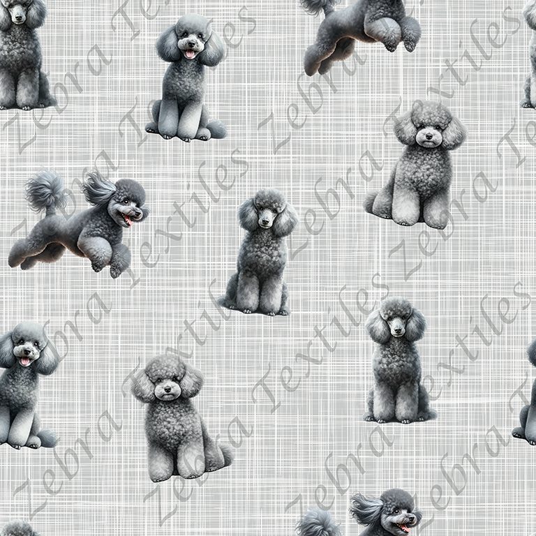 Caniche gris fond lin gris