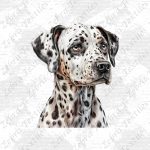 Dalmatien 1 fond écriture