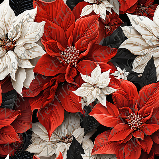 Poinsettia rouge et blanc