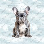 Bouledogue français assit fond bleu