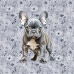 Bouledogue français debout fond floral