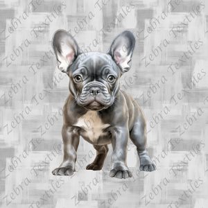 Bouledogue français debout fond gris