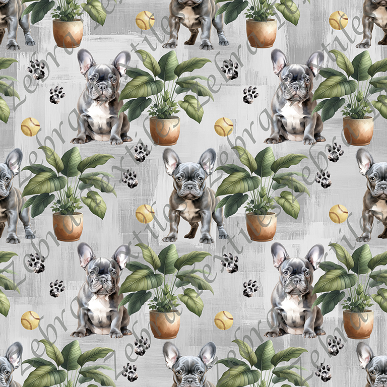 Bouledogue français et plante fond gris